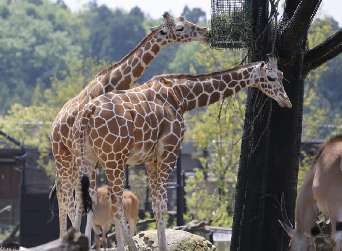 よこはま動物園ズーラシア